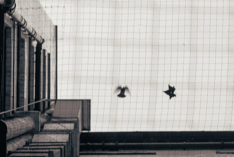 Birds cross a pale patch of sky framed by buildings and a grid.